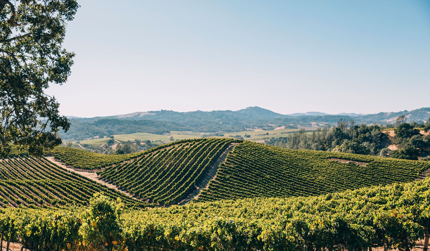 Vineyard rows rolling over the hills of Musalacón, with Alexander Valley beyond